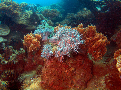 软珊瑚，越南芽庄