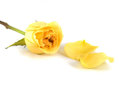 黄玫瑰和花瓣