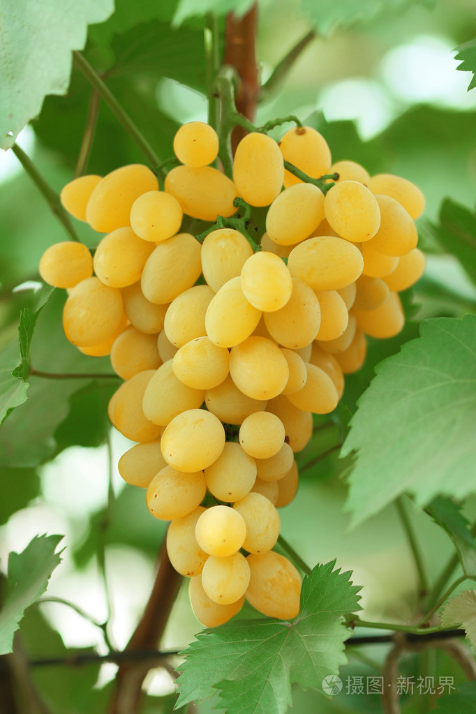 与叶葡萄藤上的黄色葡萄群集