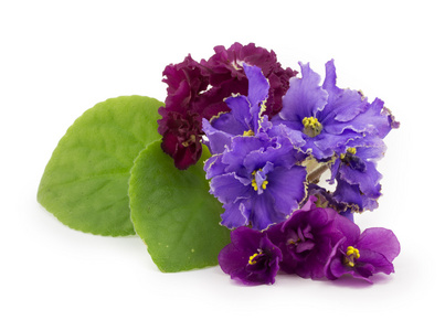 紫罗兰色 花