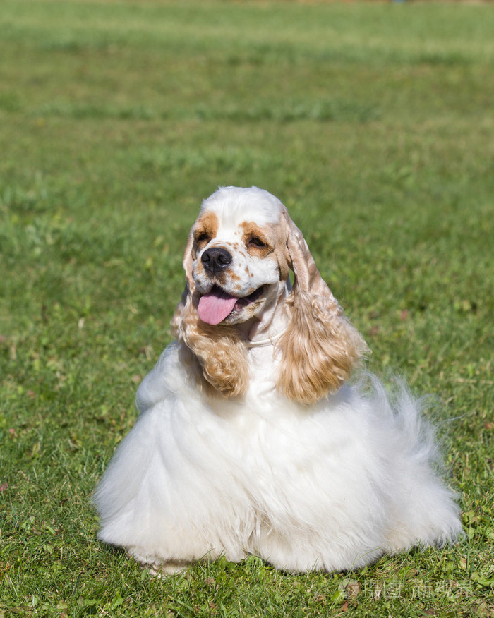 美丽的纯种狗在绿色草地上