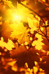 秋天枫叶树叶与阳光的分支