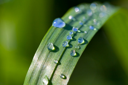 特写草在水中滴眼液