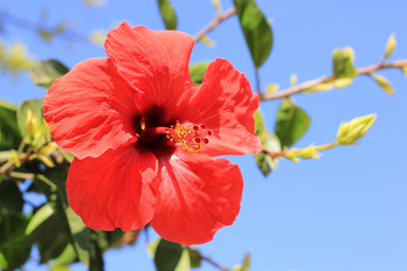 扶桑中国玫瑰或 shoeblackplant-开花植物无缝模式与夏威夷扶桑花扶桑