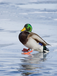 飞的野鸭德雷克图片