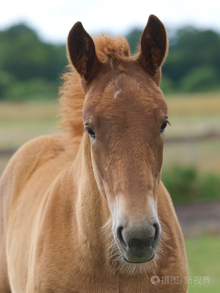 萨福克马小马驹头部中弹