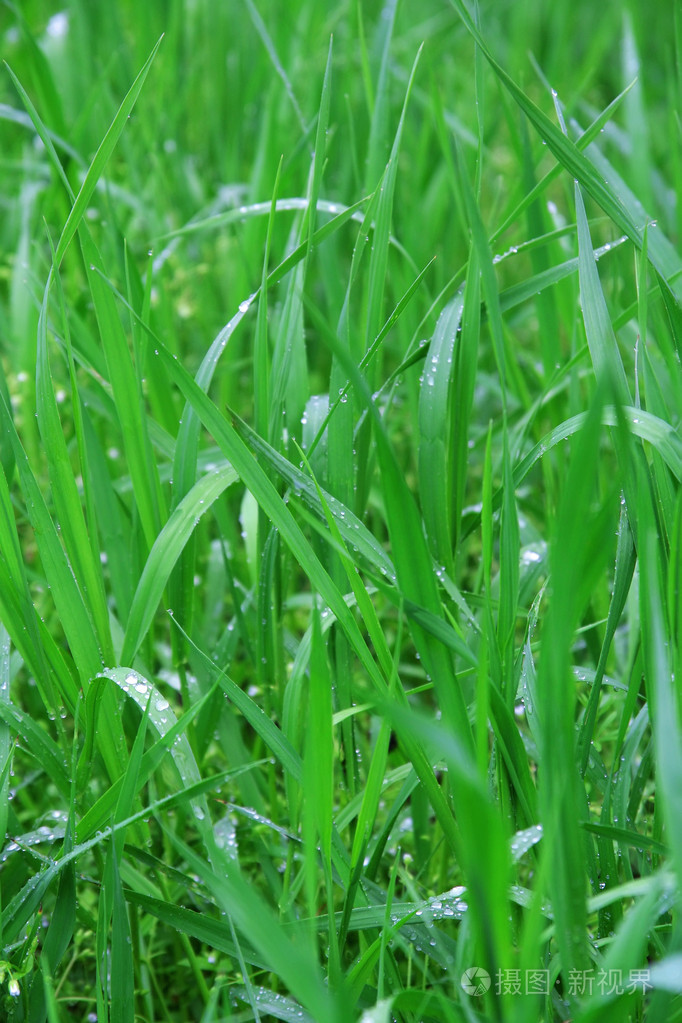 绿草地照片-正版商用图片1aly26-摄图新视界