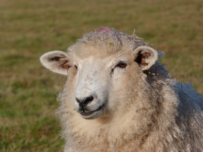 年轻的罗姆尼母羊的脸照片
