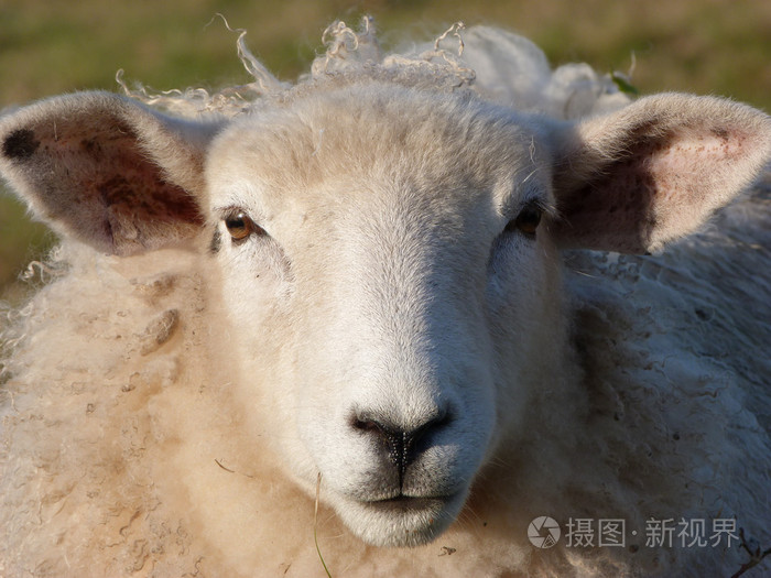 年轻的罗姆尼母羊的脸