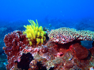 海莉莉，越南芽庄