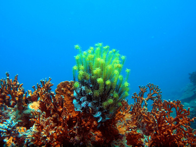 海莉莉，越南芽庄