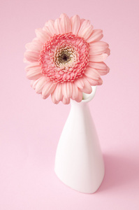 粉色非洲菊在花瓶中的鲜花