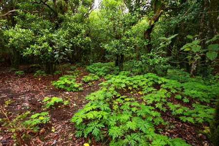 茂密森林中比例 de anaga，特内里费岛，西班牙