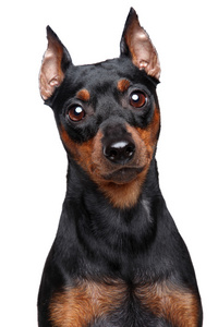 微型 pinscher 狗