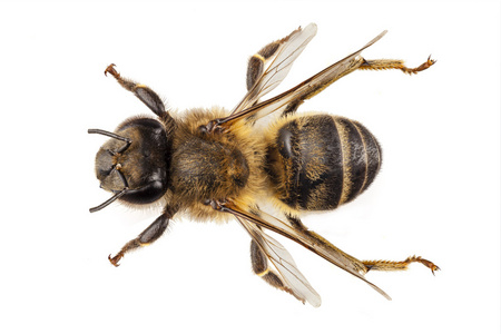 蜂科蜜蜂物种 api 意大利蜜蜂常见名称西方蜜蜂照片