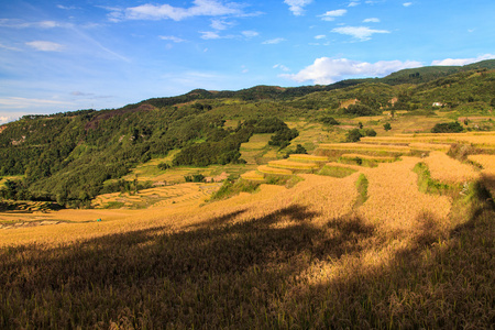 水稻实地景观