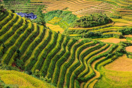 在小山上美丽水稻梯田