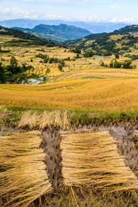 收获的稻田的景观