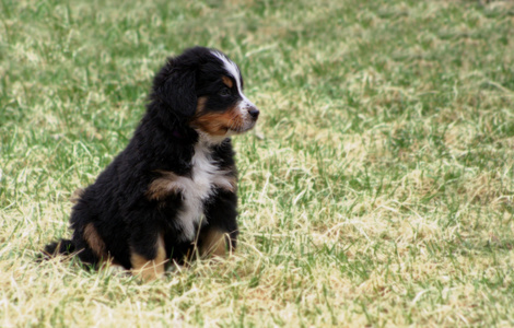 小狗只伯恩山犬