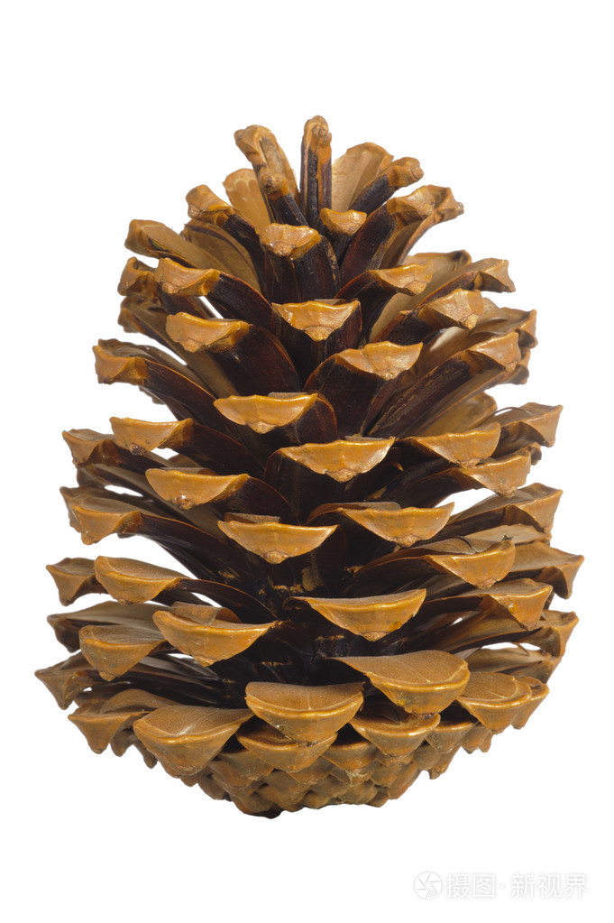 松塔照片-正版商用图片1am8tj-摄图新视界