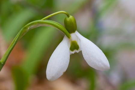 特写白色雪花莲