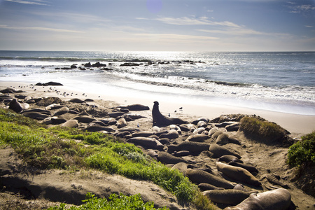 在加利福尼亚州的象海豹