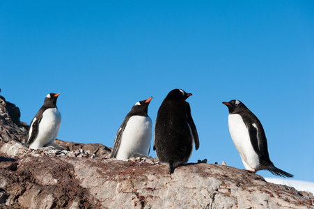 gentoo 企鹅山附近