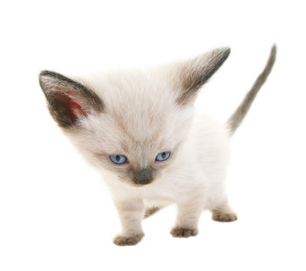 有趣的暹罗猫小猫roliga siames kattunge