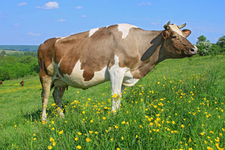 夏季牧场上牛