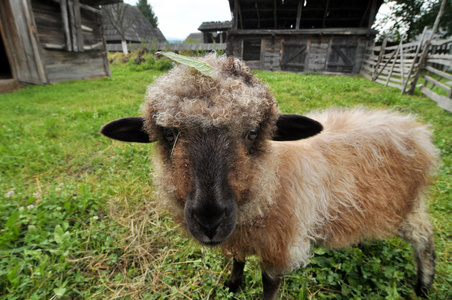 在农村中的羊图片