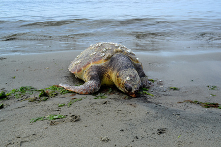大海龟在沙滩上