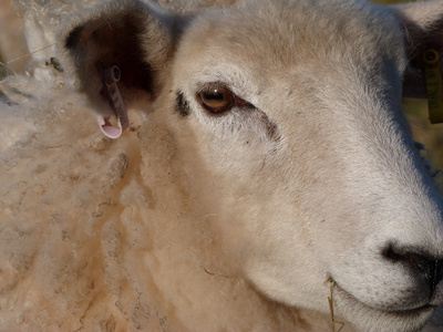 年轻的罗姆尼母羊的脸