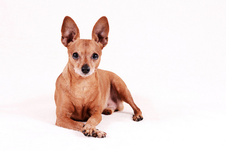 微型 pinscher