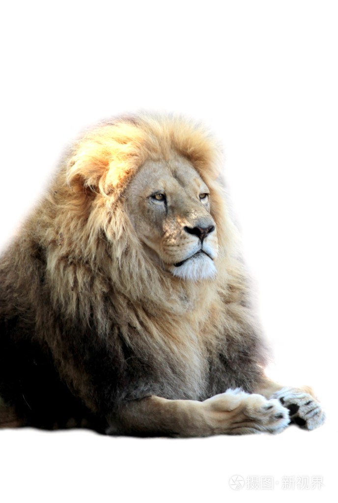 体型最大的狮子图片
