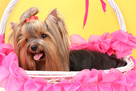 在彩色背景上篮子里的美丽约克夏犬