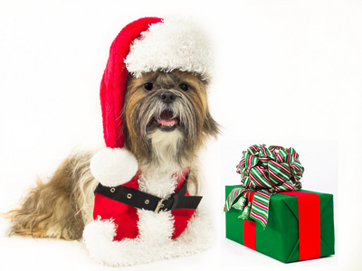 一份礼物的圣诞老人狗图片