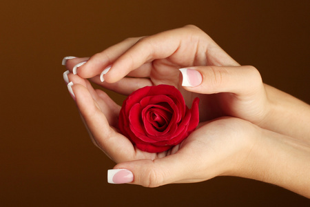红玫瑰与女人的手上棕色背景