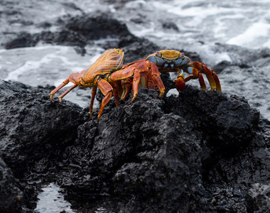 红岩石蟹或莎莉莱特富特