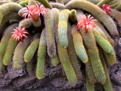 华盛顿 cleistocactus winteri 2011