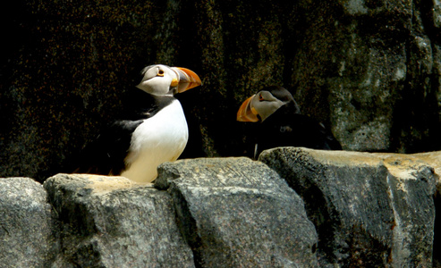 海雀，世界上 fratercula，北部大西洋海岸鸟