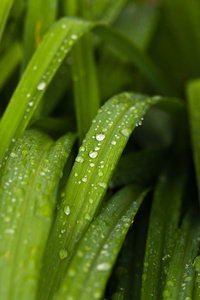 在植物上的水滴