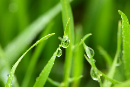 新鲜绿色小麦草与滴露水宏观背景