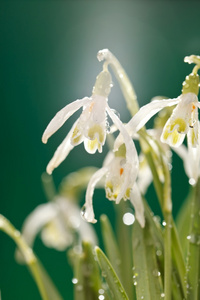 雪花莲的花