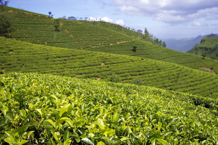 斯里兰卡茶园山