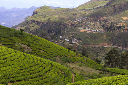 斯里兰卡茶园山