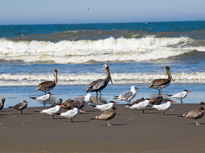 各式各样的海鸟在海滨特色鹈鹕