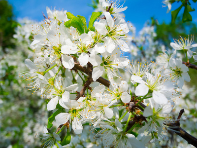 strom brunche s blmi kvty与白色的花树早午餐