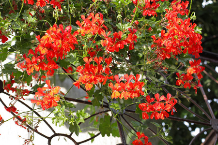 红色 pelargonia 花