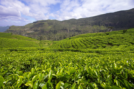 斯里兰卡茶园山