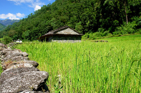 稻田和村庄。喜马拉雅山景观